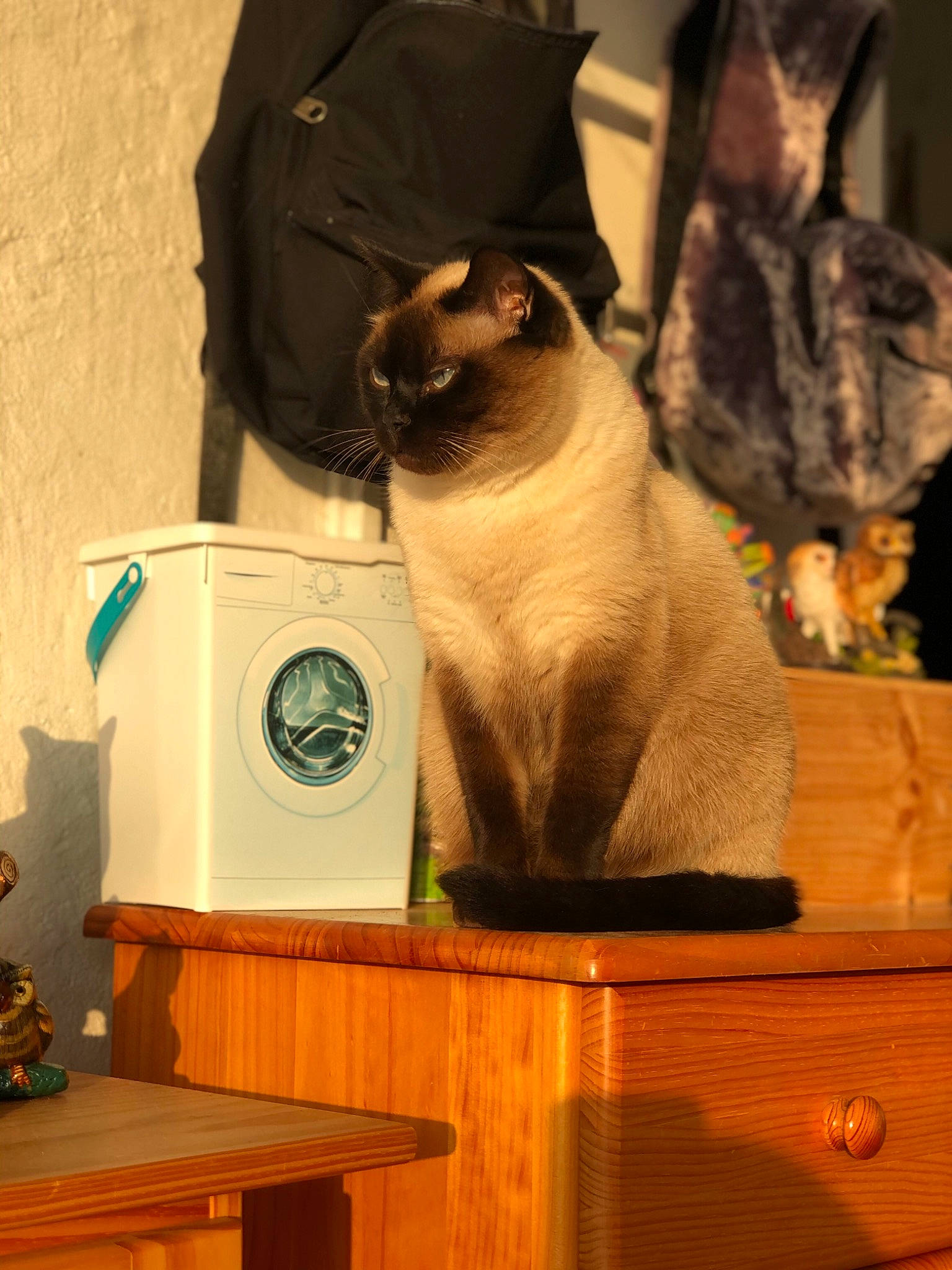 Nounours participe au concours pour gagner de l'argent avec cette photo : alarm_clock, audio_equipment, balinese, carnivore, cat, domestic_short_haired_cat, fawn, felidae, fur, hardwood, home_appliance, room, shipping_box, siamese, small_to_medium_sized_cats, snout, table, thai, whiskers, wood