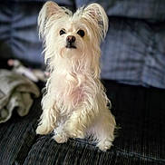 Zoey is registered to the contest to win money with this photo: animal, attention, canine, companion, couch, curious, cute, dog, domestic_animal, fluffy, fur, furniture, fuzzy, indoor, long_hair, pet, portrait, sitting, small_dog, white_dog