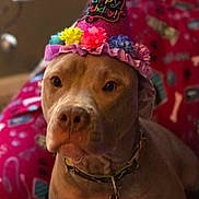 Honey Jack is registered to the contest to win money with this photo: dog, birthday, party_hat, birthday_hat, flowers, collar, indoors, portrait, brown_dog, sitting, close_up, pet, canine, celebration, gifts, wrapping_paper, colorful, festive, serious_expression, home