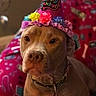 dog, birthday, party_hat, birthday_hat, flowers, collar, indoors, portrait, brown_dog, sitting, close_up, pet, canine, celebration, gifts, wrapping_paper, colorful, festive, serious_expression, home