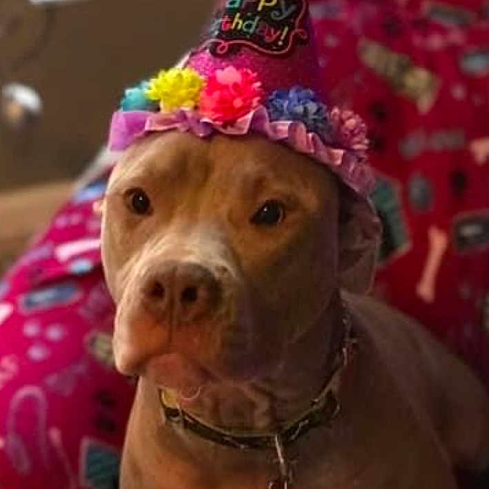 Honey Jack is registered to the contest to win money with this photo: dog, birthday, party_hat, birthday_hat, flowers, collar, indoors, portrait, brown_dog, sitting, close_up, pet, canine, celebration, gifts, wrapping_paper, colorful, festive, serious_expression, home