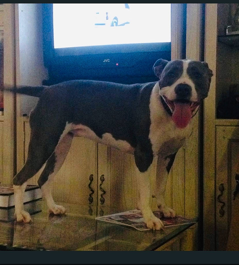 Bella Blue joined the competition — help win amazing prizes! art, canidae, carnivore, collar, companion_dog, dog, dog_breed, dog_collar, door, flooring, giant_dog_breed, metal, pet_supply, rectangle, snout, sporting_group, tail, vehicle_door, window, working_animal