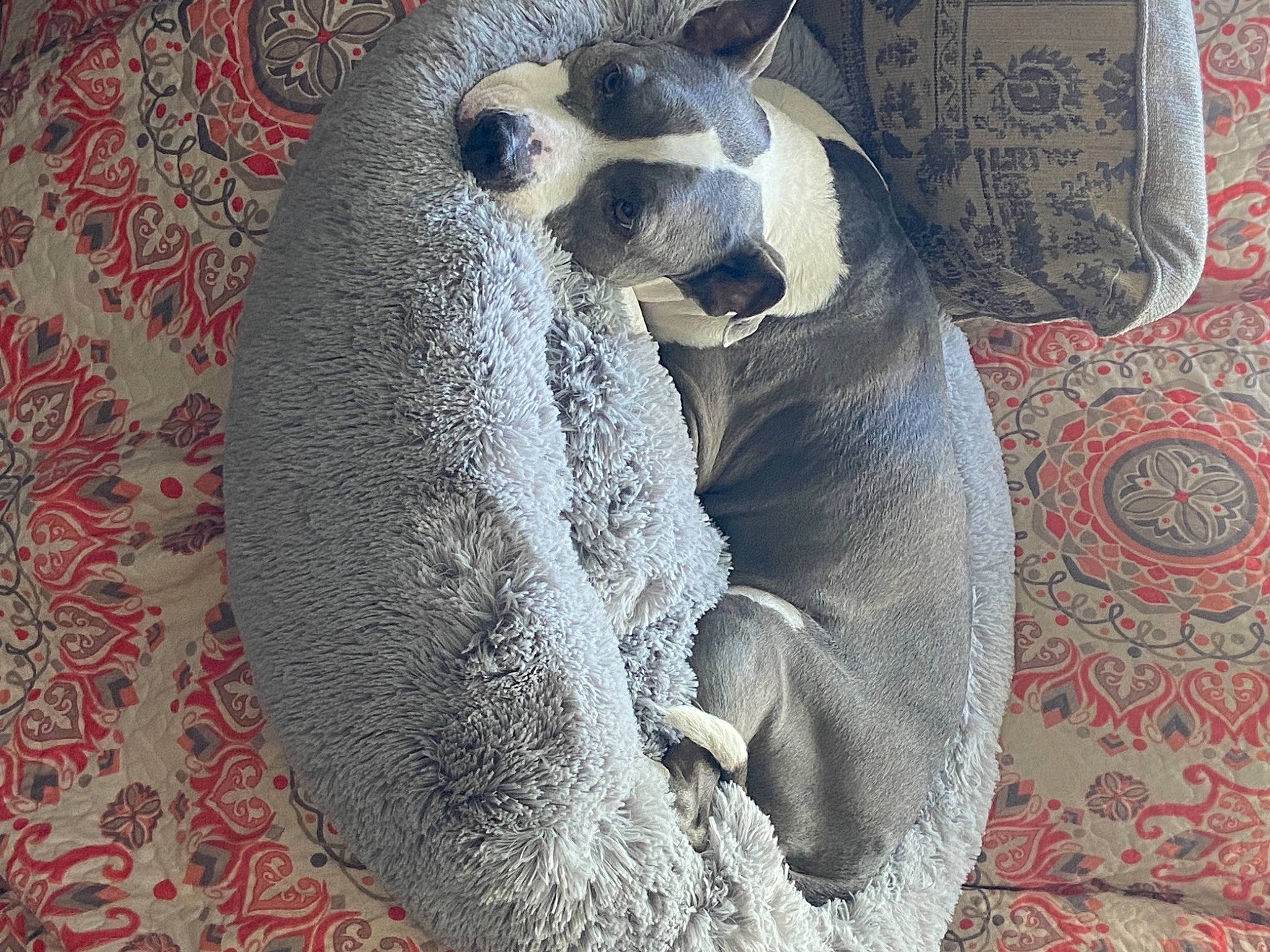 Bella Blue joined the competition — help win amazing prizes! canidae, carnivore, comfort, companion_dog, dog, dog_breed, fawn, felidae, fur, grey, nap, pattern, paw, small_to_medium_sized_cats, snout, sporting_group, tail, terrestrial_animal, whiskers, working_animal