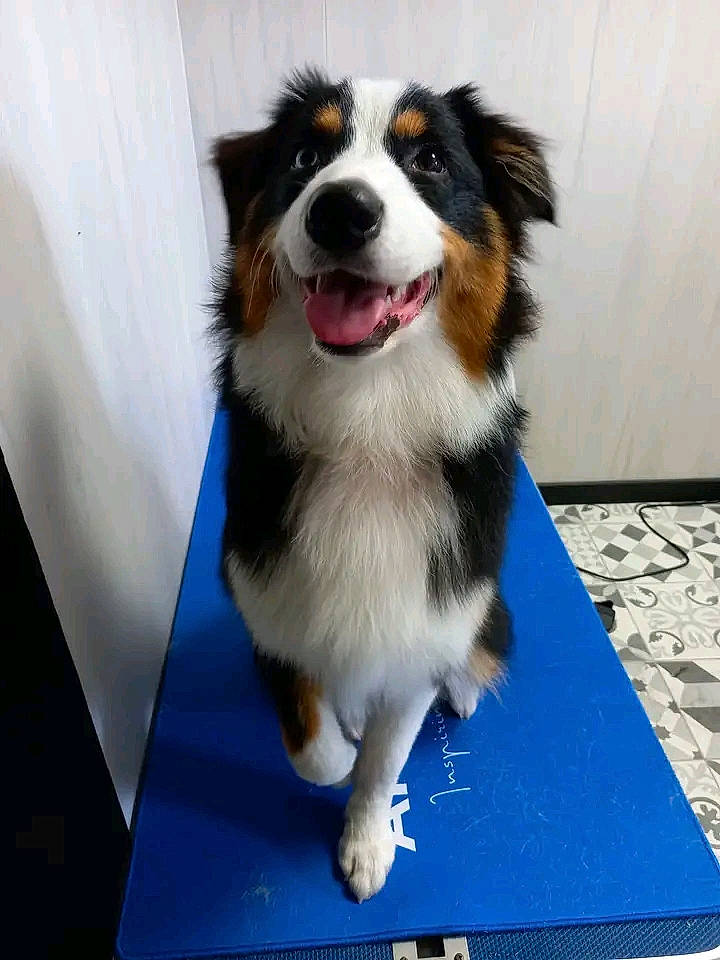 Tika participe au concours pour gagner de l'argent avec cette photo : border_collie, canidae, carnivore, companion_dog, dog, dog_breed, fur, herding_dog, sporting_group, whiskers, working_dog