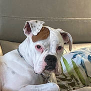 Boomer is registered to the contest to win money with this photo: dog, white_dog, brown_patch, couch, indoor, pet, canine, relaxed, paw, collar, close_up, portrait, furniture, animal, domestic_animal, resting, comfort, living_room, floral_pillow, house_pet