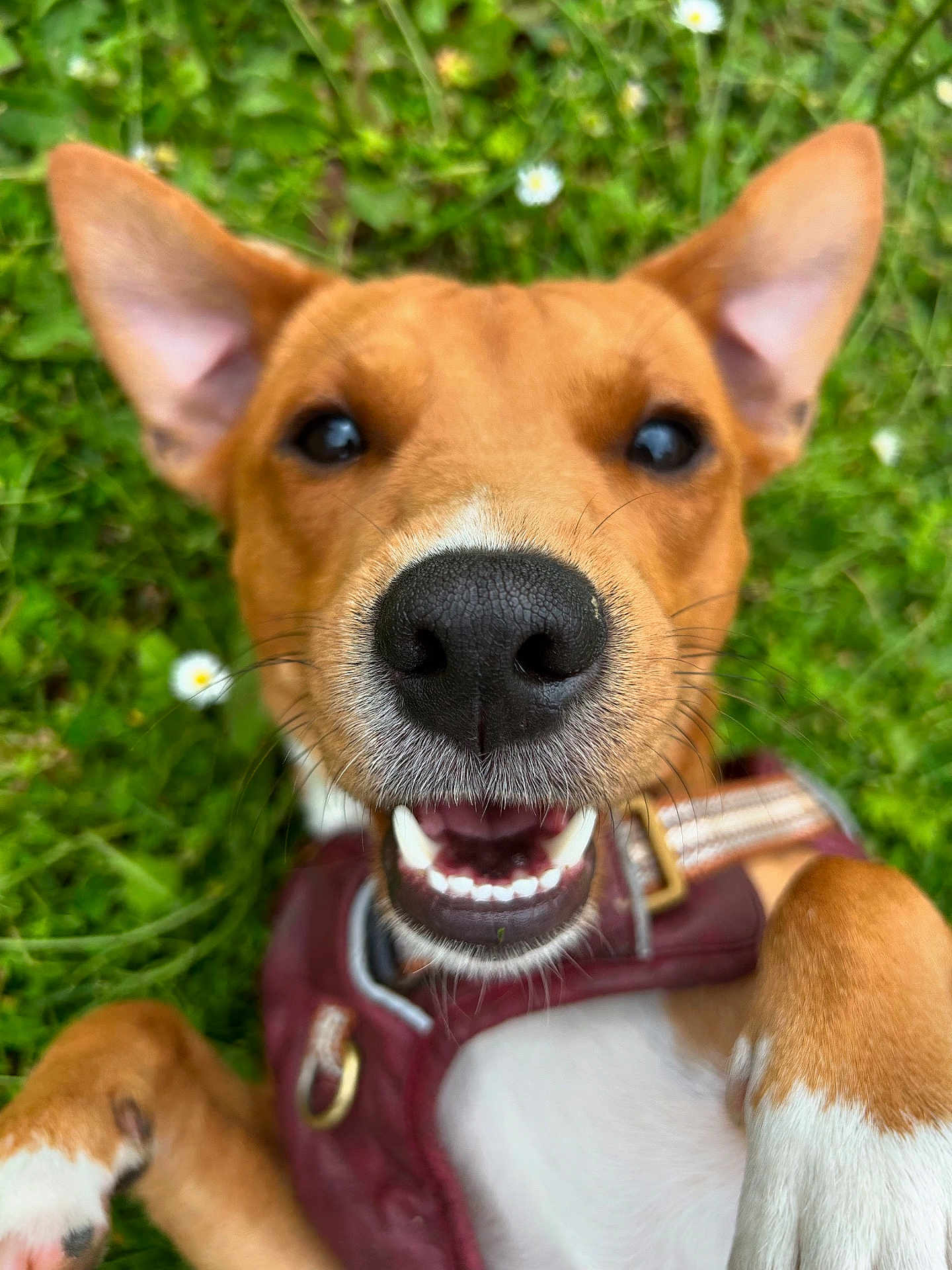 Victor a rejoint le concours — aidez-le/la à gagner de superbes lots ! dog, close_up, smiling, outdoor, grass, pet, happy, canine, brown_fur, white_fur, nose, teeth, ears, harness, nature, animal, playful, summer, cute, tongue
