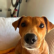 Victor participe au concours pour gagner de l'argent avec cette photo : dog, brown_dog, pet, close_up, couch, blanket, indoor, animal, face, nose, ears, whiskers, curious, sitting, furniture, bicycle, background, home, domestic, portrait