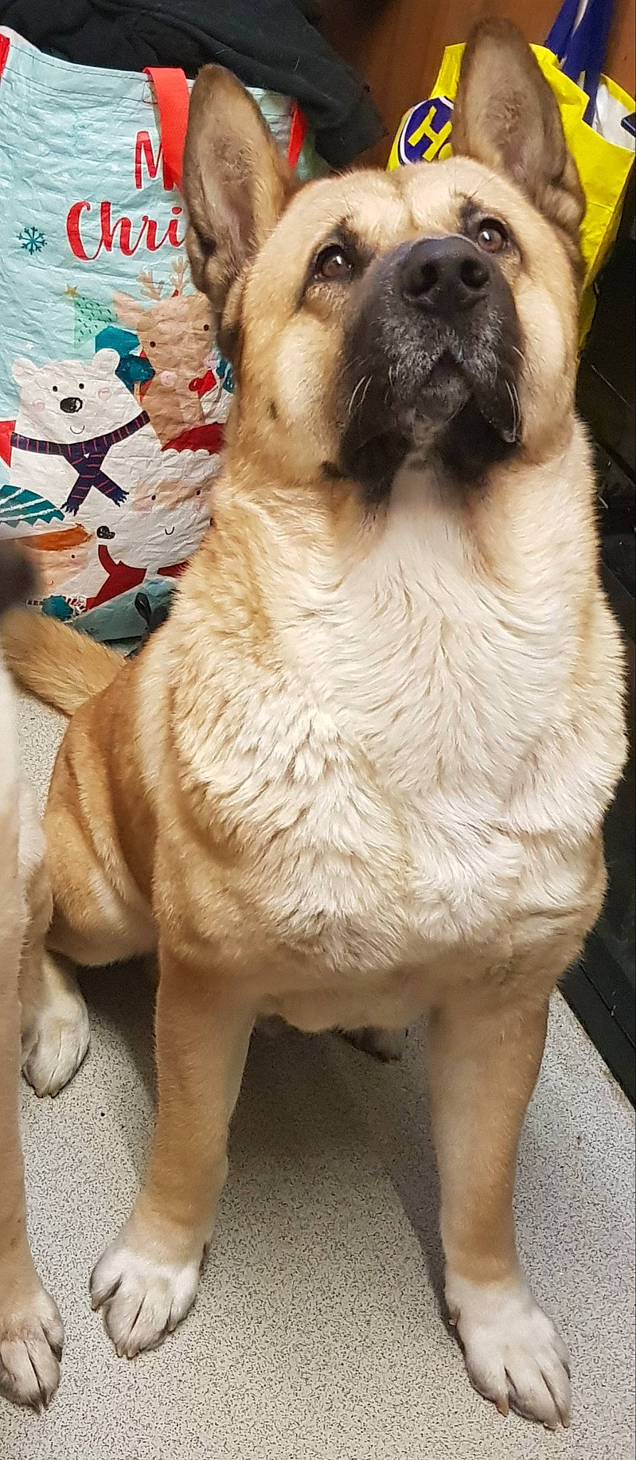 Kia joined the competition — help win amazing prizes! ancient_dog_breeds, canidae, carnivore, collar, companion_dog, dog, dog_breed, fawn, fur, non_sporting_group, paw, pet_supply, pug, snout, sporting_group, tail, terrestrial_animal, whiskers, working_animal, wrinkle