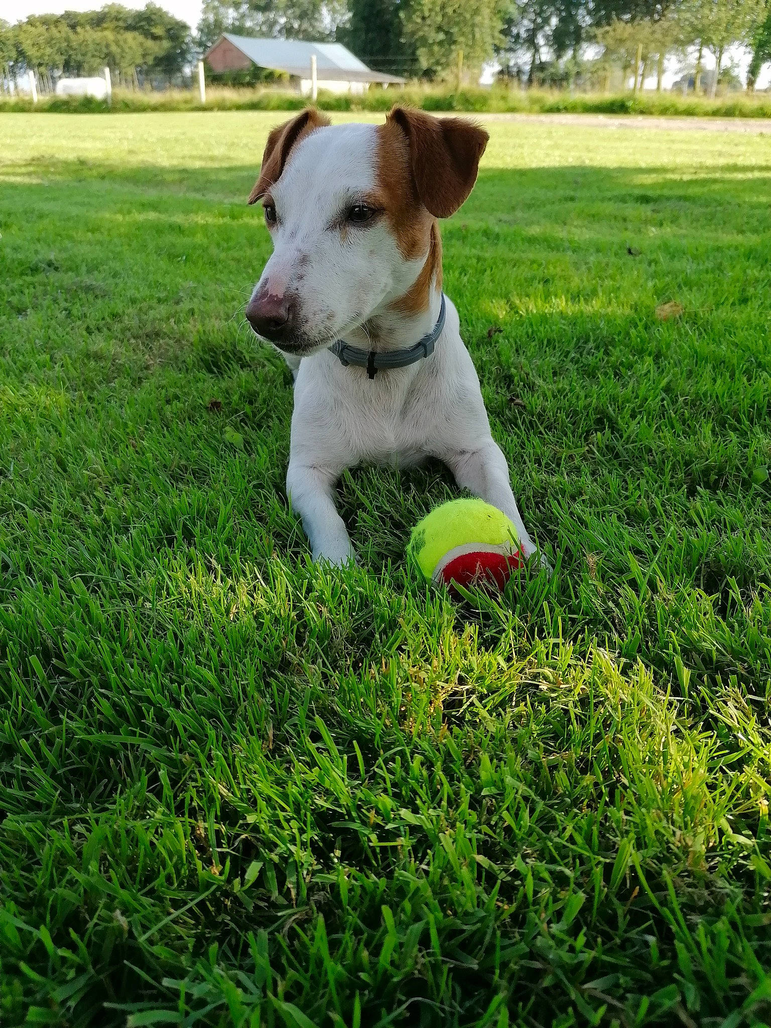 Polka a rejoint le concours — aidez-le/la à gagner de superbes lots ! ball, canidae, carnivore, collar, companion_dog, dog, dog_breed, dog_collar, grass, grass_family, grassland, groundcover, lawn, pasture, pet_supply, plant, sporting_group, terrier, tree, working_animal