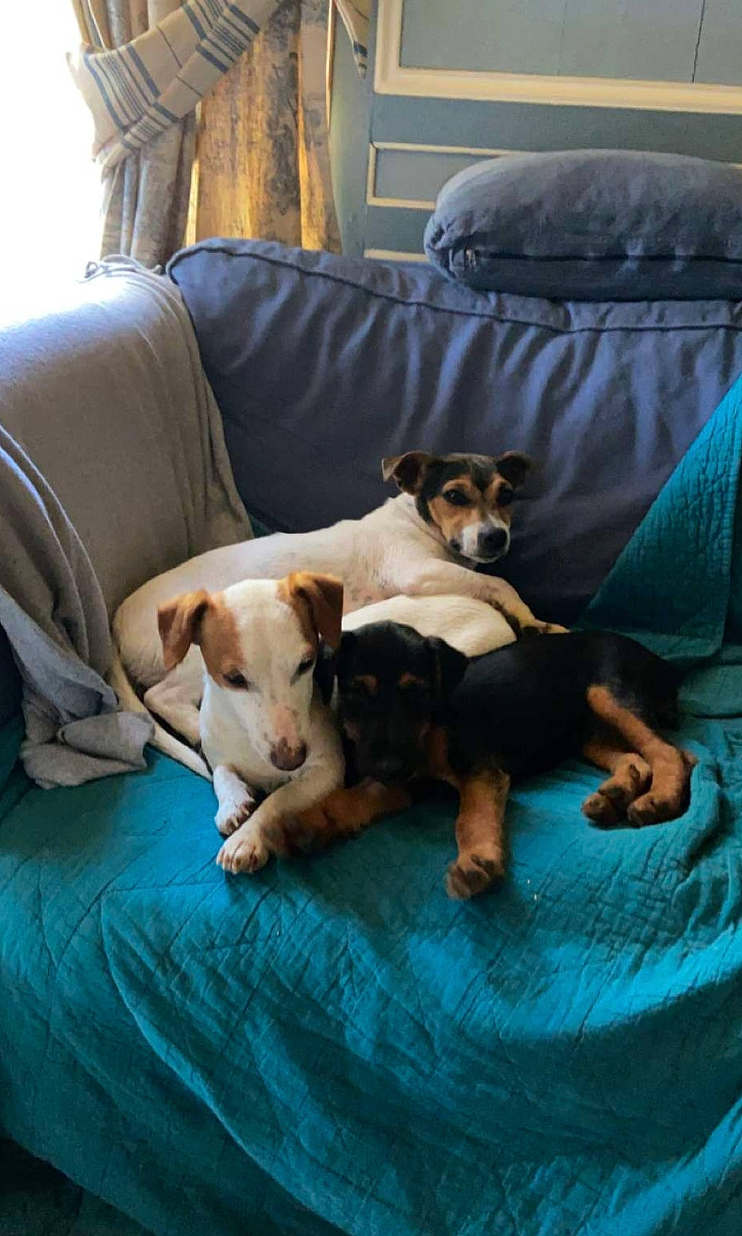 Polka participe au concours pour gagner de l'argent avec cette photo : canidae, carnivore, chair, comfort, companion_dog, couch, dog, dog_breed, dog_supply, fawn, flooring, furniture, hardwood, living_room, pillow, room, sporting_group, studio_couch, wood, working_animal