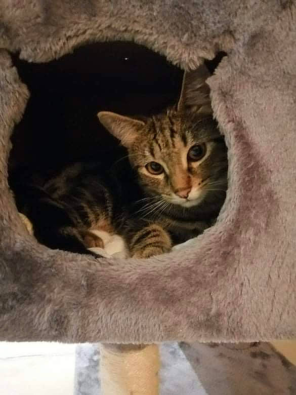 Sacha participe au concours pour gagner de l'argent avec cette photo : carnivore, cat, cat_supply, domestic_short_haired_cat, door, fawn, felidae, fur, paw, small_to_medium_sized_cats, snout, tail, terrestrial_animal, tree, whiskers, wildlife, window