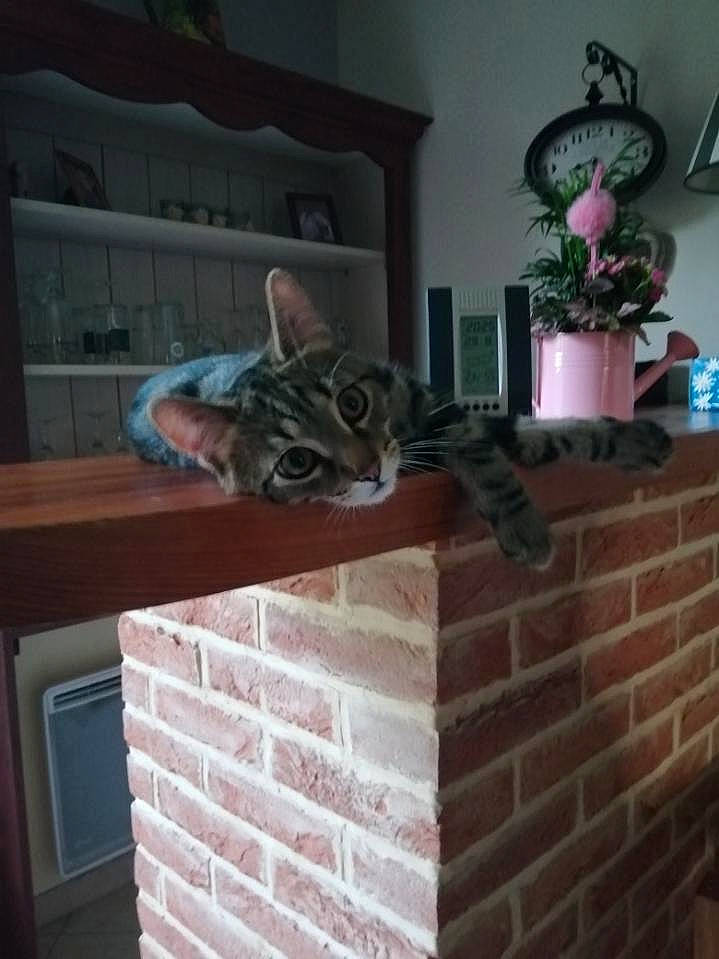 Sacha a rejoint le concours — aidez-le/la à gagner de superbes lots ! brick, brickwork, carnivore, cat, cat_supply, felidae, flooring, flowerpot, hardwood, home, houseplant, pattern, picture_frame, plant, room, small_to_medium_sized_cats, tail, whiskers, window, wood