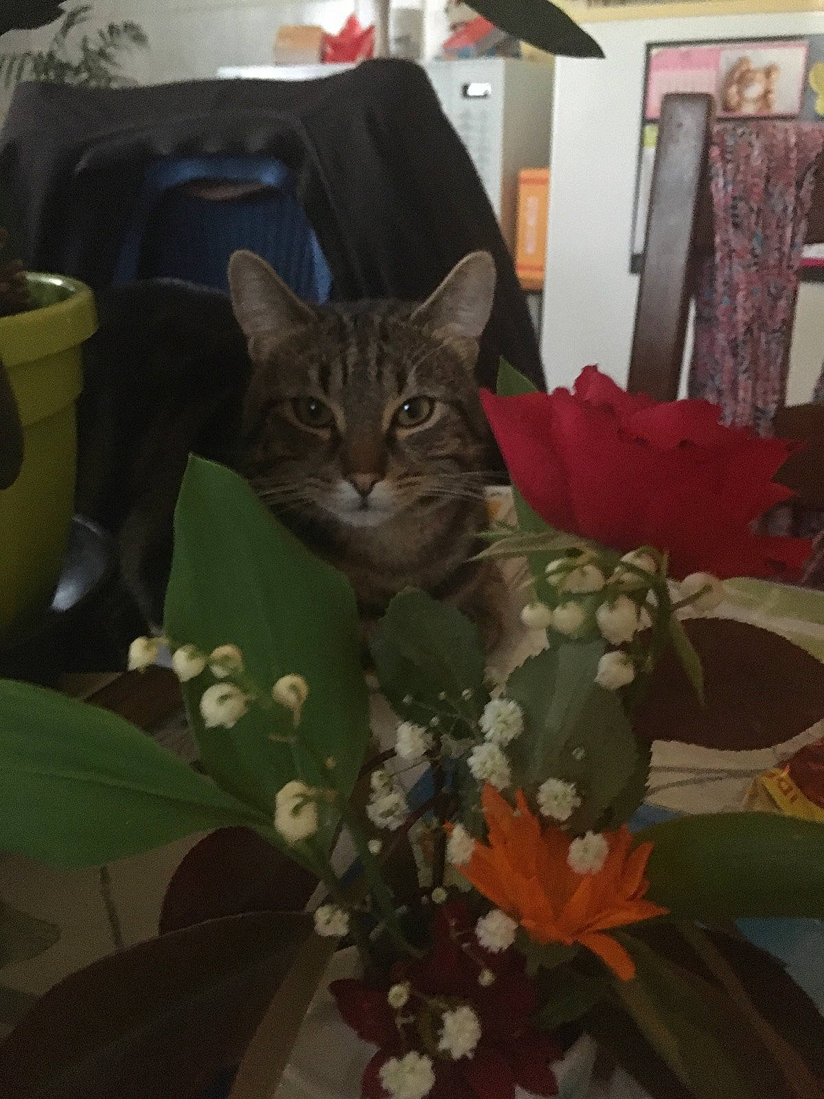 Sacha a rejoint le concours — aidez-le/la à gagner de superbes lots ! carnivore, cat, curtain, domestic_short_haired_cat, fawn, felidae, floral_design, flower, fur, houseplant, linens, military_camouflage, pattern, petal, picture_frame, plant, room, small_to_medium_sized_cats, tree, whiskers