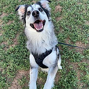 Luca Blue joined the competition — help win amazing prizes! dog, happy, outdoor, grass, pet, canine, leash, harness, playful, fur, smile, animal, friendly, excited, nature, mammal, tongue, closeup, lookingup, owner