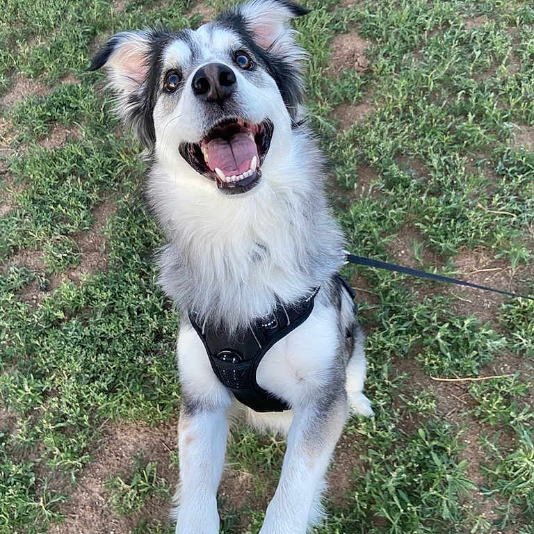 Luca Blue joined the competition — help win amazing prizes! animal, canine, closeup, dog, excited, friendly, fur, grass, happy, harness, leash, lookingup, mammal, nature, outdoor, owner, pet, playful, smile, tongue