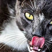 Gandalf joined the competition — help win amazing prizes! cat, close_up, yellow_eyes, tongue_out, whiskers, grey_fur, white_fur, animal, pet, cute, playful, face, feline, portrait, looking, expression, mouth_open, indoor, fur_texture, nose