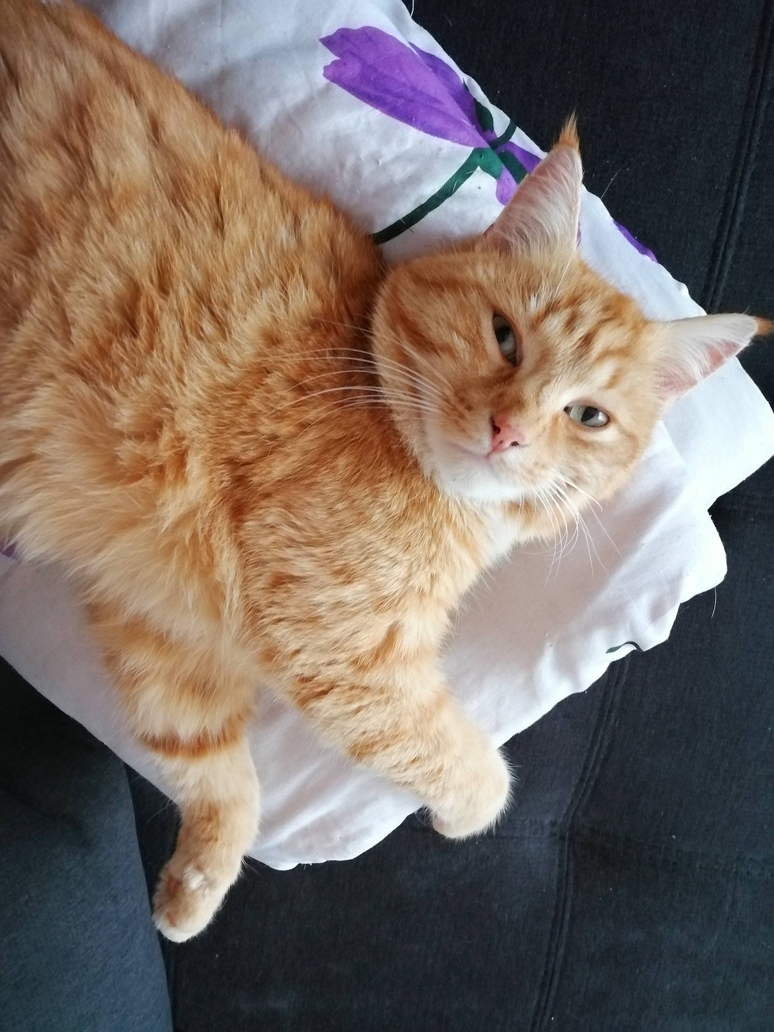 Garfield a rejoint le concours — aidez-le/la à gagner de superbes lots ! asian_semi_longhair, british_semi_longhair, carnivore, cat, cymric, domestic_long_haired_cat, european_shorthair, fawn, felidae, fur, german_rex, kitten, mammal, napoleon_cat, persian, ragamuffin, small_to_medium_sized_cats, tabby_cat, tail, whiskers