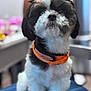 black_and_white, black_fur, blurred_background, bow, close_up, collar, cute, dog, domestic, eyes, fluffy, furniture, indoor, nose, orange_bow, pet, portrait, shih_tzu, sitting, white_fur