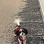 black_and_white, carpet, collar, colorful_sweater, cute, dog, fur, hallway, indoors, leash, looking_up, paws, pet, portrait, puppy, small_breed, small_dog, standing, tail, textured_floor