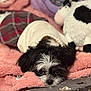 Melody is registered to the contest to win money with this photo: bed, bedding, black_and_white, blanket, close_up, cozy, dog, eyes, furry, indoor, lying_down, nose, pet, plush_toy, portrait, puppy, sleepy, soft_texture, stuffed_animal, sweater