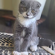 Scottie Grey joined the competition — help win amazing prizes! animal, cat, curious, cute, domestic, eyes, feline, floor, fur, gray_cat, home, indoor, kitten, pet, playful, portrait, sitting, whiskers, white_paws, young