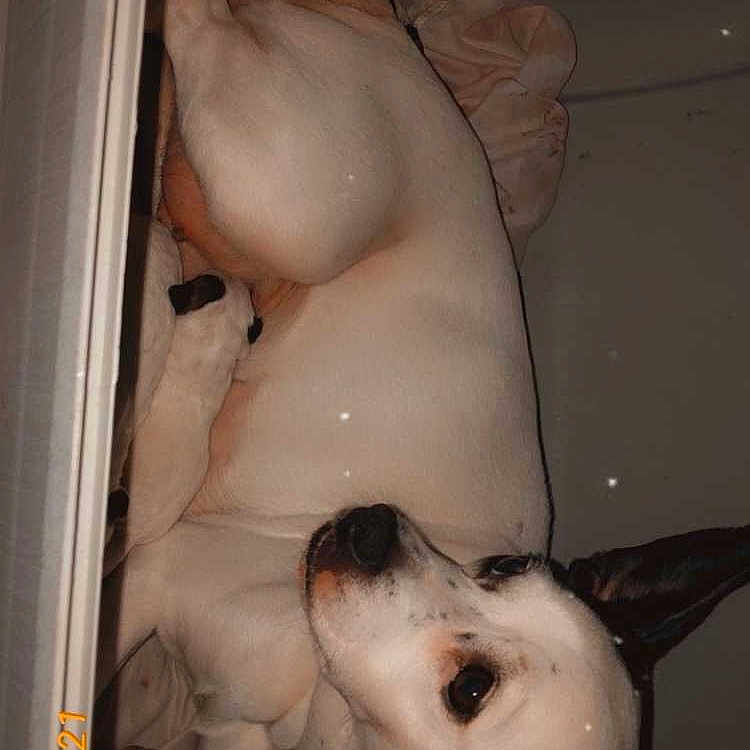 Porcelaine