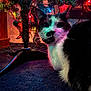 cat, christmas_tree, holiday_lights, black_and_white, indoor, carpet, curious, pet, festive, colorful_lights, decorations, furniture, close_up, animal, night, glowing, tree_stand, whiskers, fur, domestic_cat