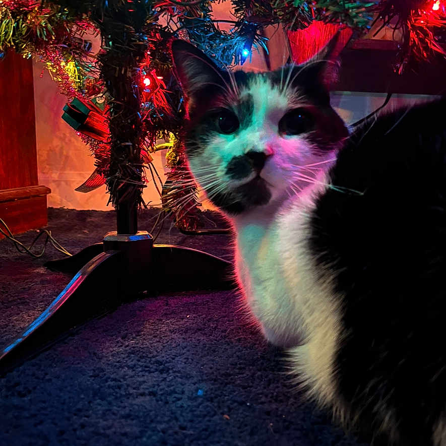 Tucker joined the competition — help win amazing prizes! animal, black_and_white, carpet, cat, christmas_tree, close_up, colorful_lights, curious, decorations, domestic_cat, festive, fur, furniture, glowing, holiday_lights, indoor, night, pet, tree_stand, whiskers