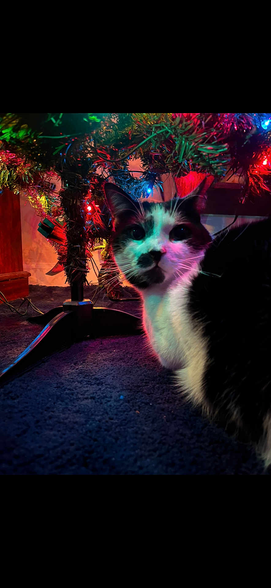Tucker joined the competition — help win amazing prizes! cat, christmas_tree, holiday_lights, black_and_white, indoor, carpet, curious, pet, festive, colorful_lights, decorations, furniture, close_up, animal, night, glowing, tree_stand, whiskers, fur, domestic_cat