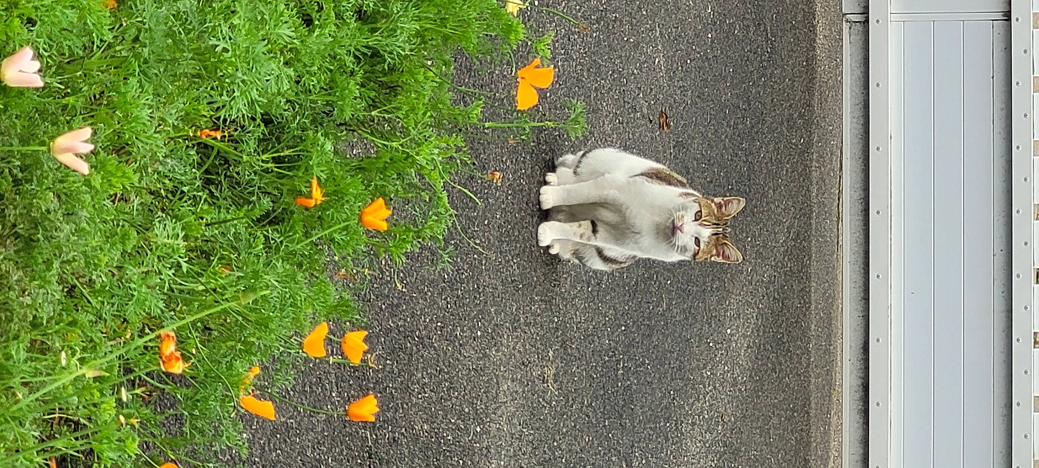 Alf a rejoint le concours — aidez-le/la à gagner de superbes lots ! annual_plant, asphalt, cat, concrete, felidae, flooring, grass, groundcover, herbaceous_plant, landscape, leaf, organism, petal, plant, road, road_surface, sidewalk, soil, tail, wood