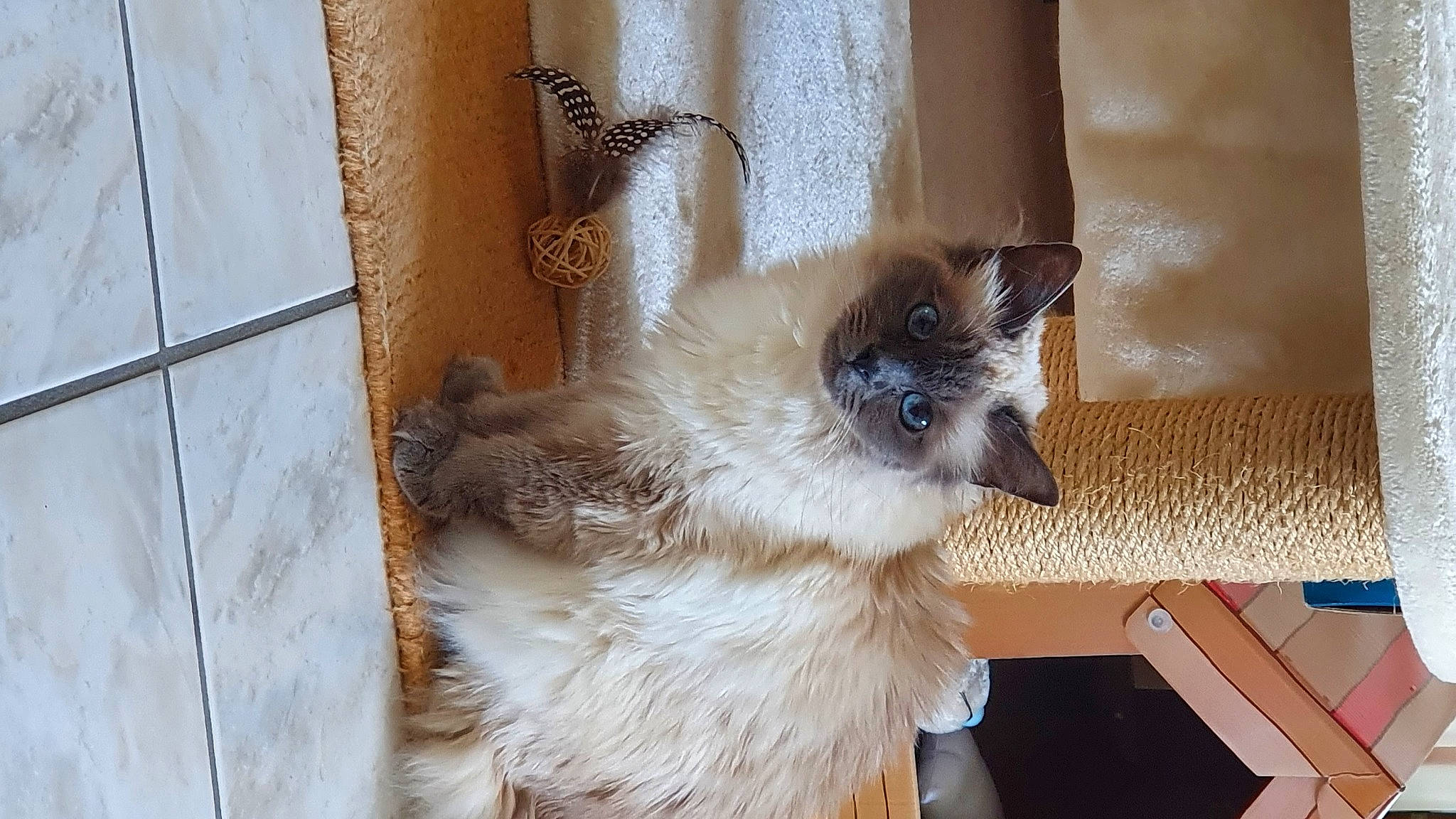 Jasmine a rejoint le concours — aidez-le/la à gagner de superbes lots ! balinese, birman, canidae, carnivore, cat, companion_dog, dog_breed, fawn, felidae, fur, ragdoll, siamese, small_to_medium_sized_cats, snout, sporting_group, terrestrial_animal, toy_dog, whiskers, wood, working_animal