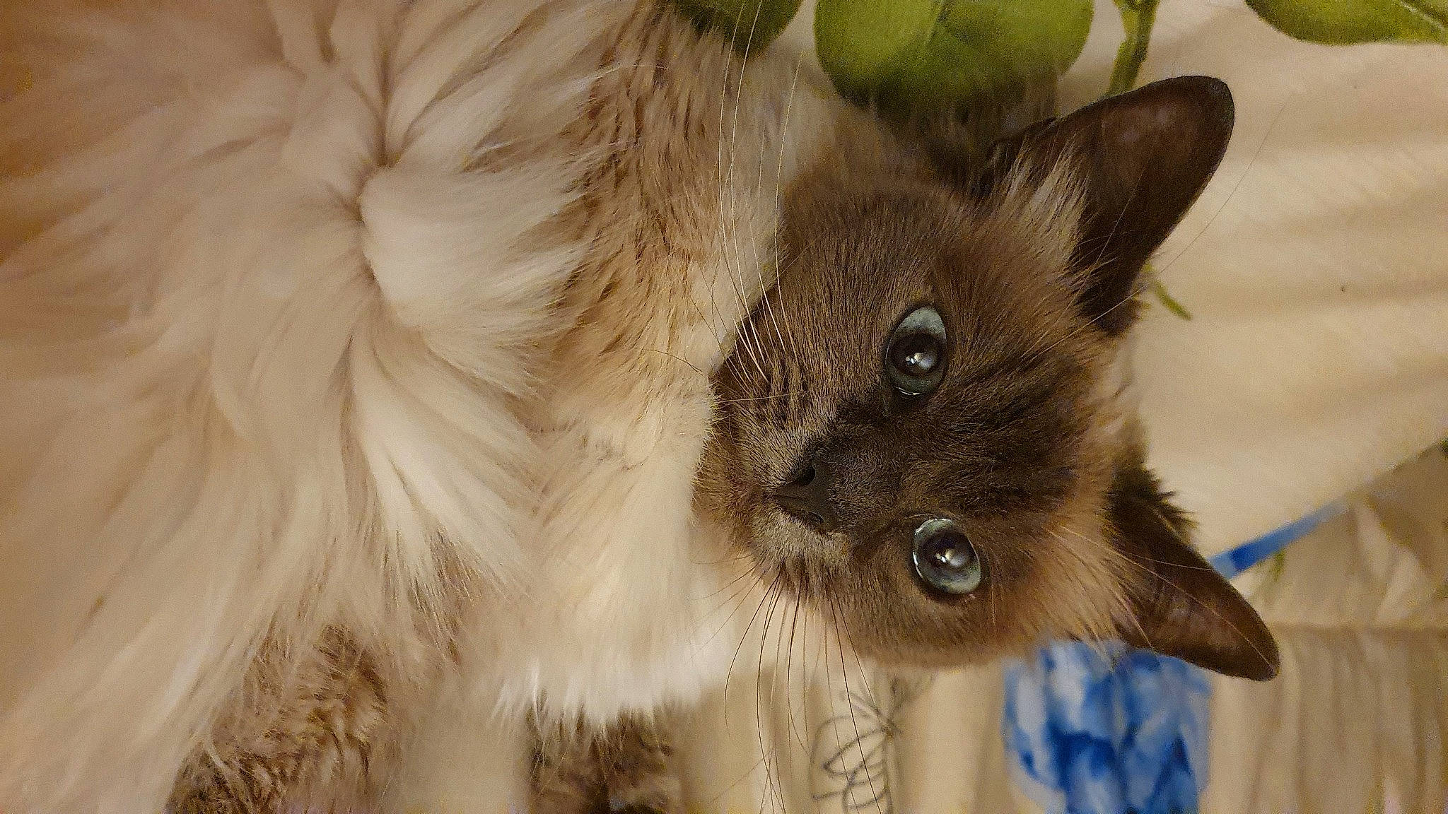 Jasmine a rejoint le concours — aidez-le/la à gagner de superbes lots ! balinese, birman, carnivore, cat, close_up, domestic_short_haired_cat, fawn, felidae, fur, iris, mammal, plant, siamese, small_to_medium_sized_cats, snout, terrestrial_animal, thai, tonkinese, whiskers, wildlife