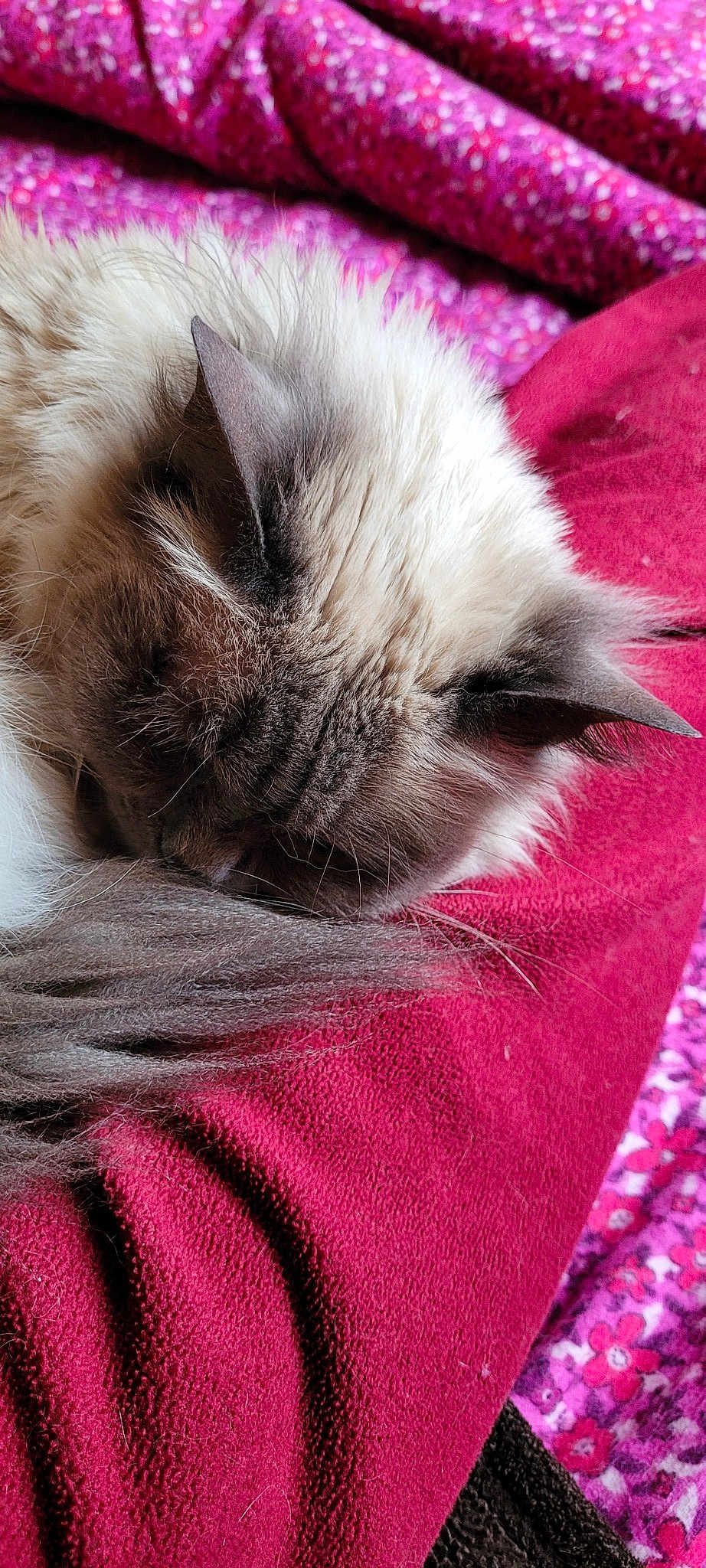 Jasmine