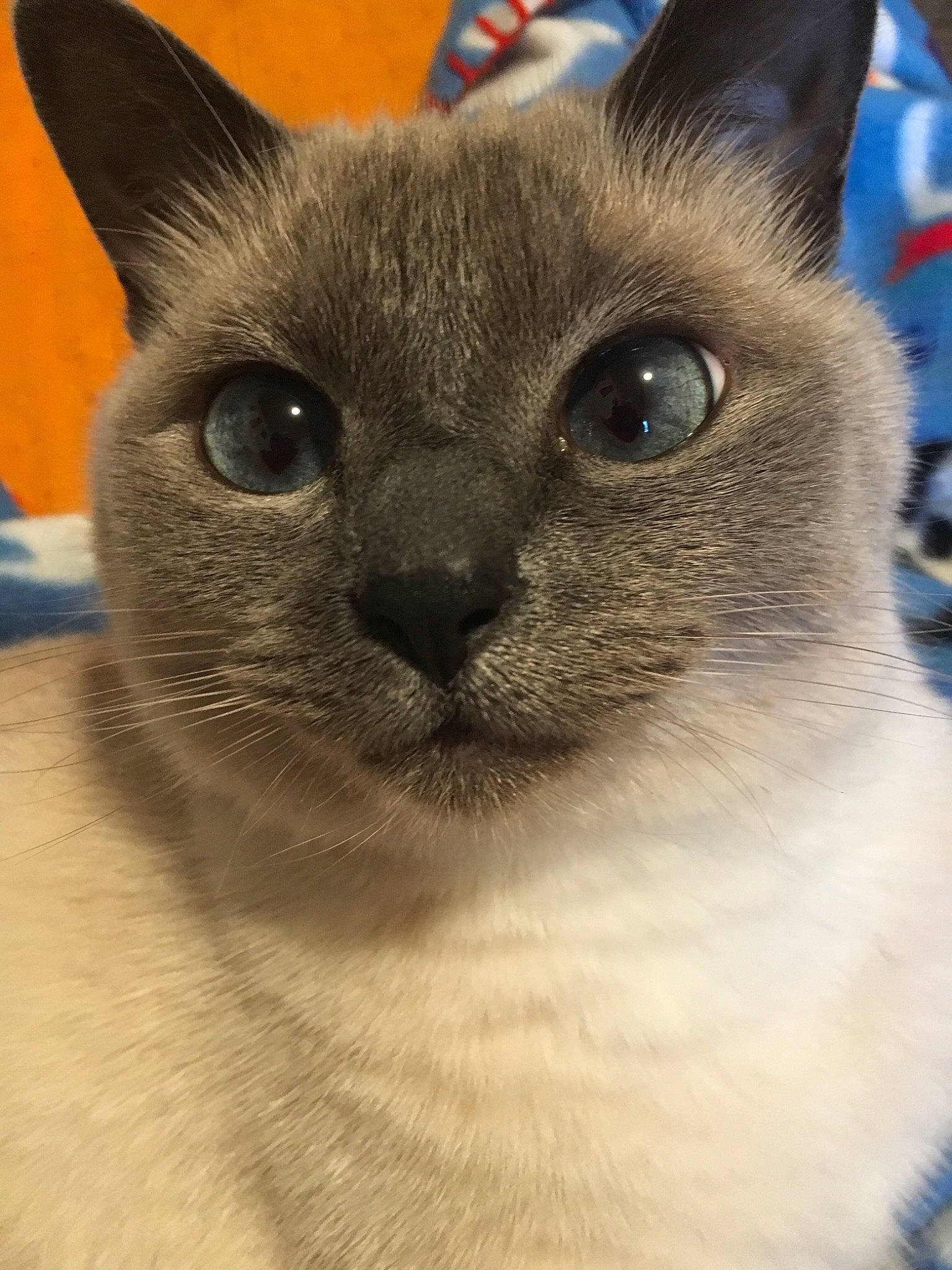 Sofie is registered to the contest to win money with this photo: birman, carnivore, cat, domestic_short_haired_cat, electric_blue, fawn, felidae, fur, iris, siamese, small_to_medium_sized_cats, snout, terrestrial_animal, whiskers