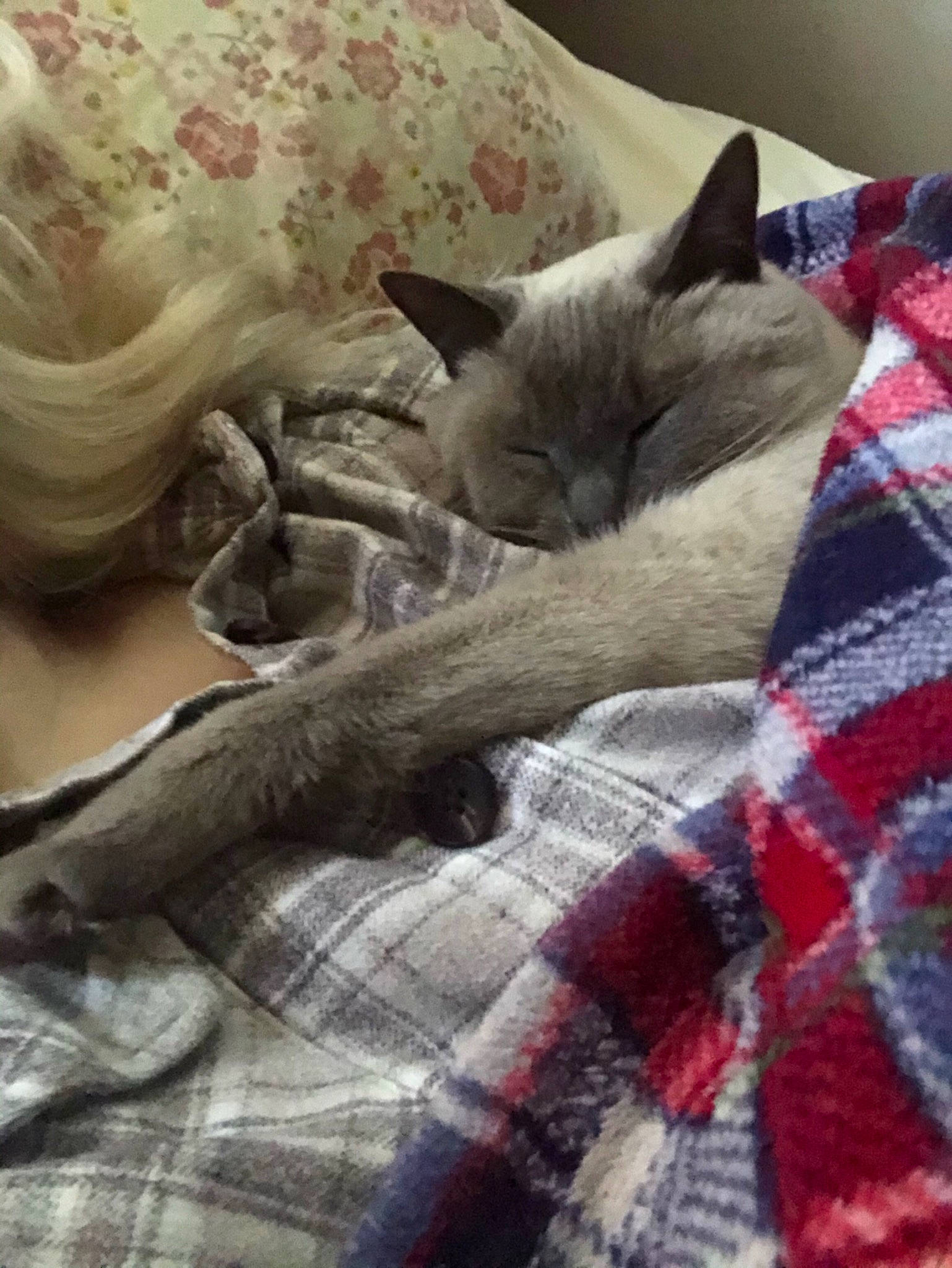 Sofie is registered to the contest to win money with this photo: bed, bed_sheet, bedding, blanket, carnivore, cat, cat_supply, comfort, domestic_short_haired_cat, felidae, fur, grey, linens, nap, pattern, plaid, small_to_medium_sized_cats, tartan, textile, whiskers