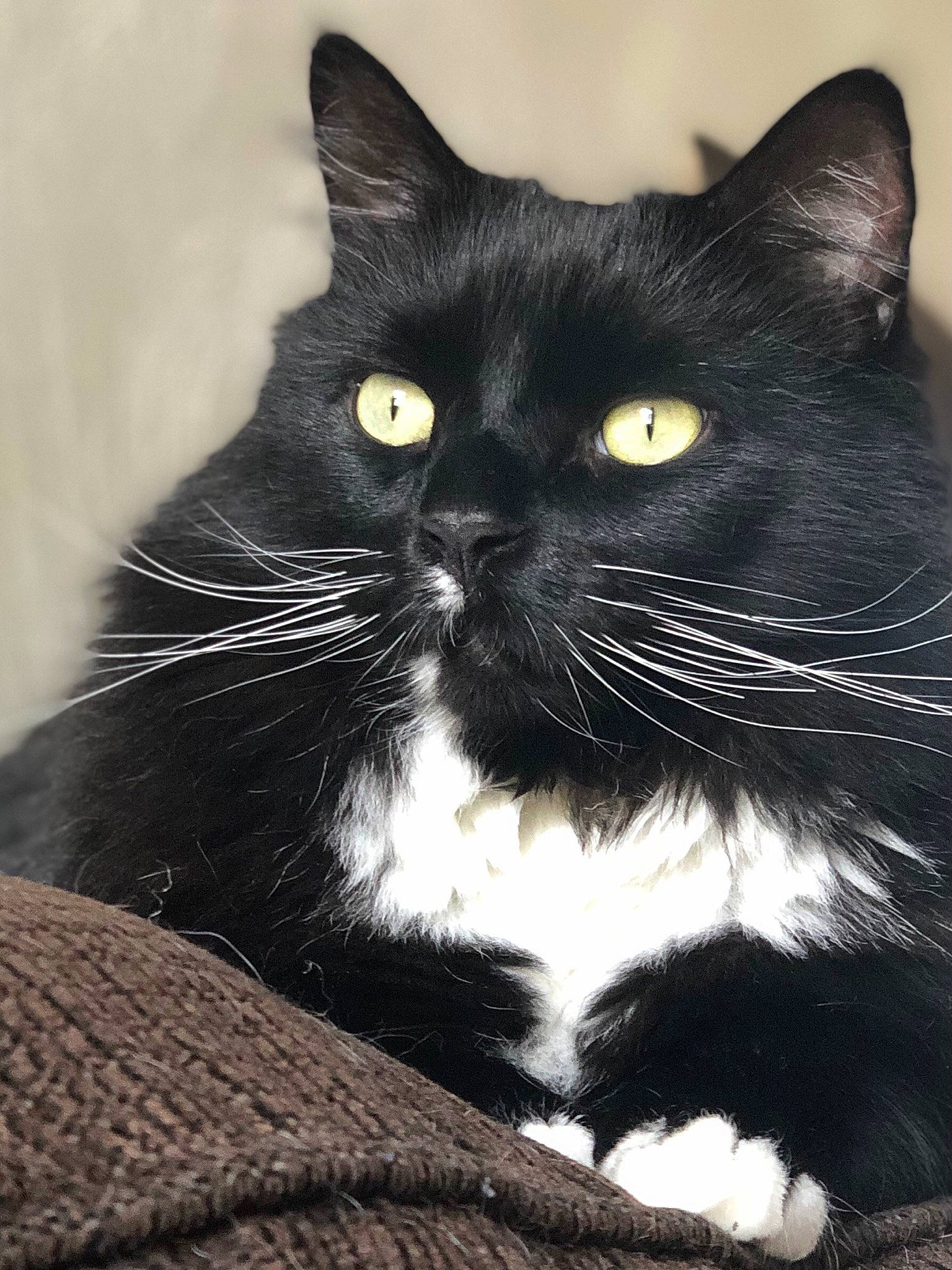 Mickey is registered to the contest to win money with this photo: black_cat, carnivore, cat, claw, comfort, domestic_short_haired_cat, eye, felidae, fur, paw, small_to_medium_sized_cats, snout, tail, terrestrial_animal, whiskers