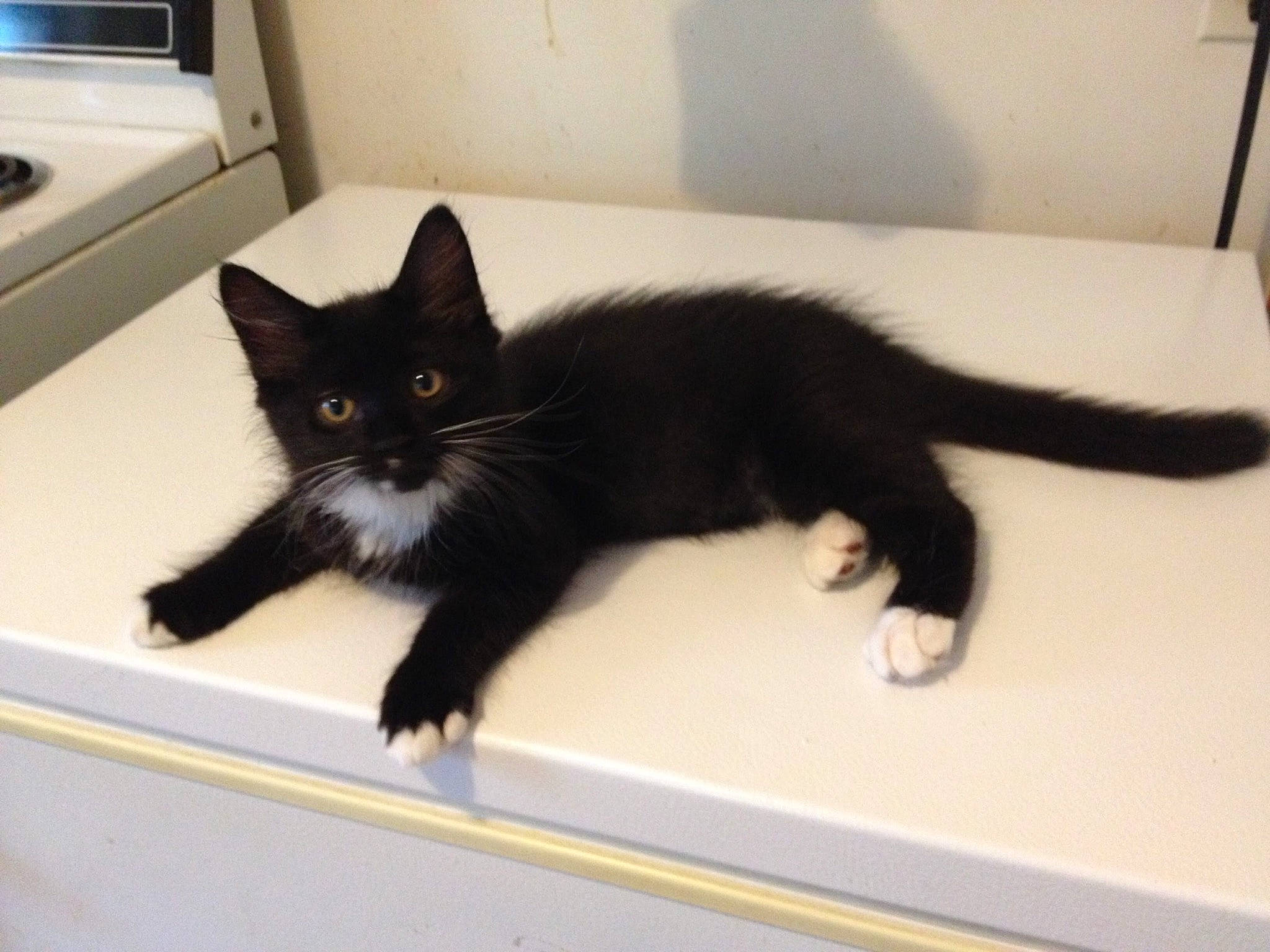 Mickey joined the competition — help win amazing prizes! black_cat, bombay, carnivore, cat, claw, comfort, domestic_short_haired_cat, felidae, floor, flooring, fur, paw, room, small_to_medium_sized_cats, snout, tail, terrestrial_animal, whiskers