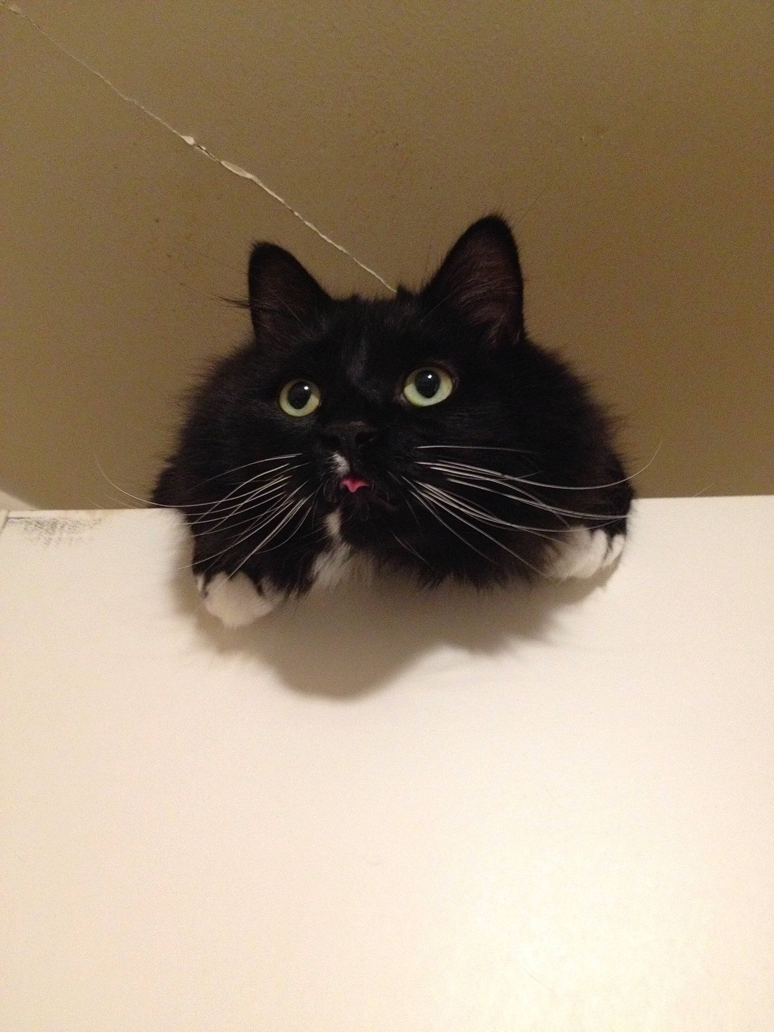 Mickey joined the competition — help win amazing prizes! black_cat, carnivore, cat, claw, domestic_short_haired_cat, eye, felidae, fur, grey, hair, head, iris, paw, room, small_to_medium_sized_cats, snout, tail, whiskers