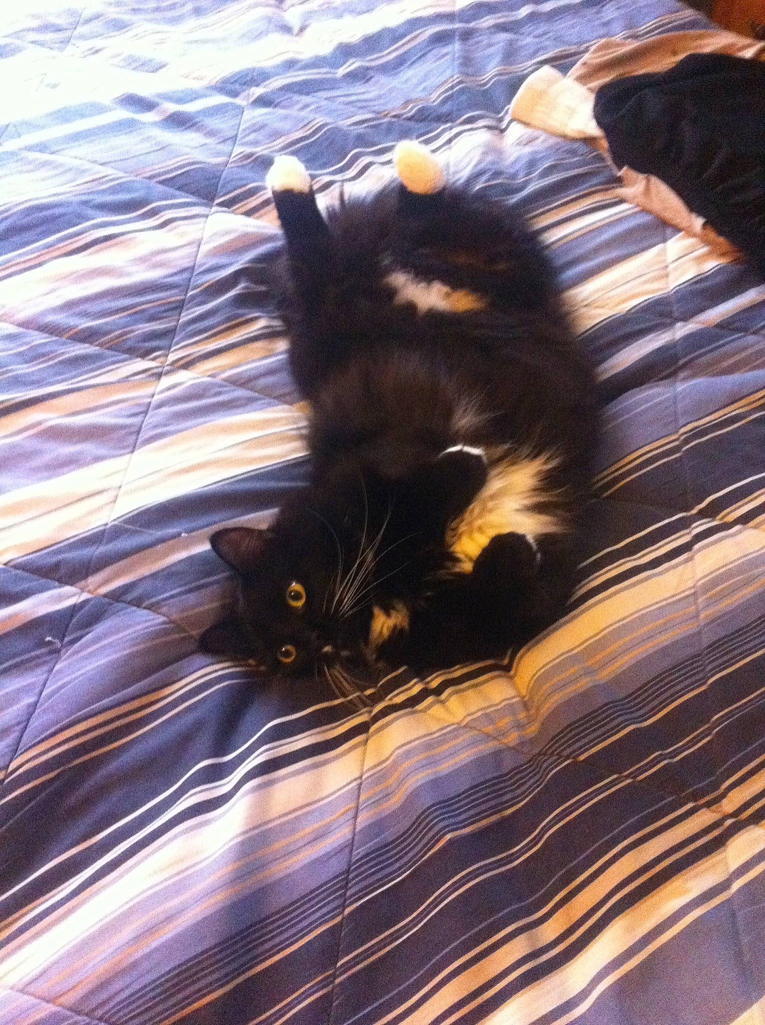 Mickey joined the competition — help win amazing prizes! black_cat, carnivore, cat, claw, domestic_short_haired_cat, electric_blue, felidae, flooring, fur, grass, pattern, paw, sand, shadow, small_to_medium_sized_cats, tail, textile, tints_and_shades, whiskers, wood