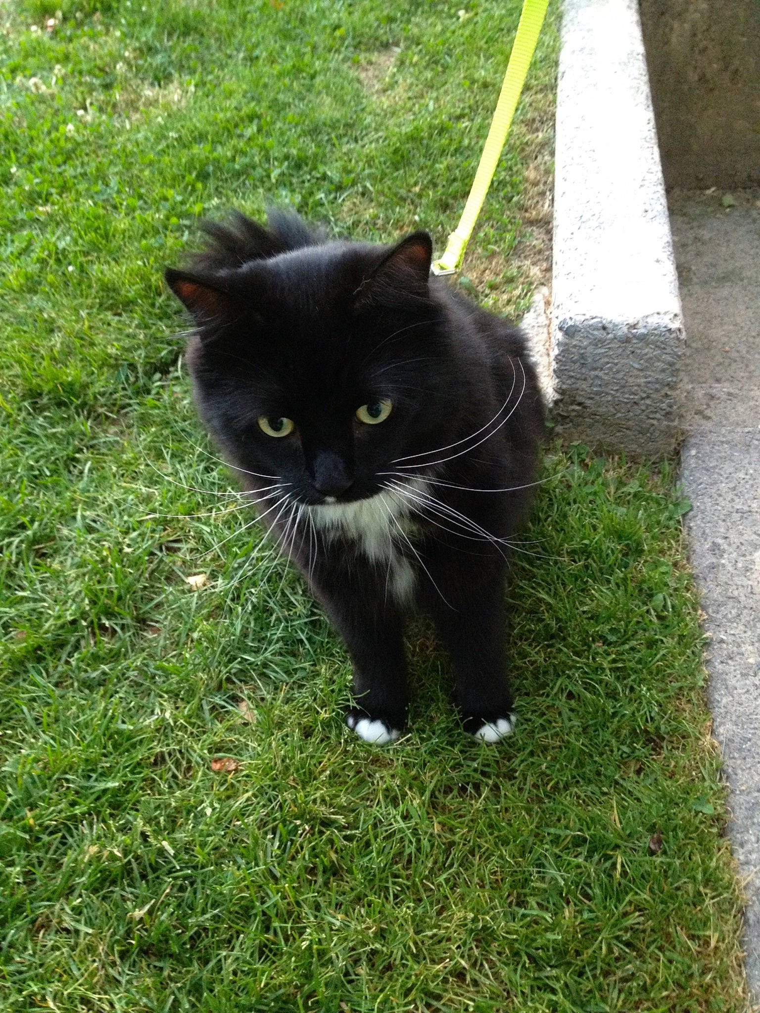 Mickey is registered to the contest to win money with this photo: black_cat, bombay, carnivore, cat, domestic_short_haired_cat, felidae, fur, grass, groundcover, plant, road_surface, small_to_medium_sized_cats, snout, tail, terrestrial_animal, whiskers