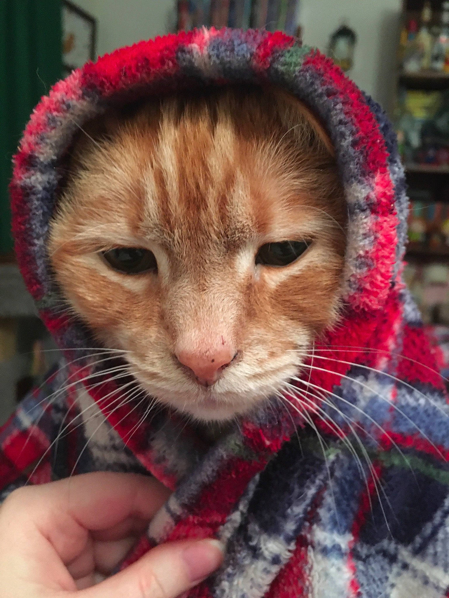 Lily joined the competition — help win amazing prizes! bangs, carnivore, cat, claw, domestic_short_haired_cat, fawn, felidae, fur, holiday, nail, pattern, plaid, small_to_medium_sized_cats, snout, tartan, textile, whiskers, wool