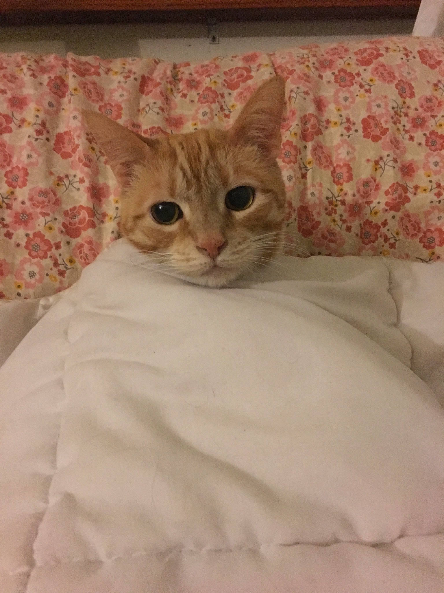 Lily is registered to the contest to win money with this photo: bed, bedding, carnivore, cat, comfort, curtain, cushion, domestic_short_haired_cat, fawn, felidae, fur, linens, pattern, room, sleeve, small_to_medium_sized_cats, snout, textile, whiskers, window