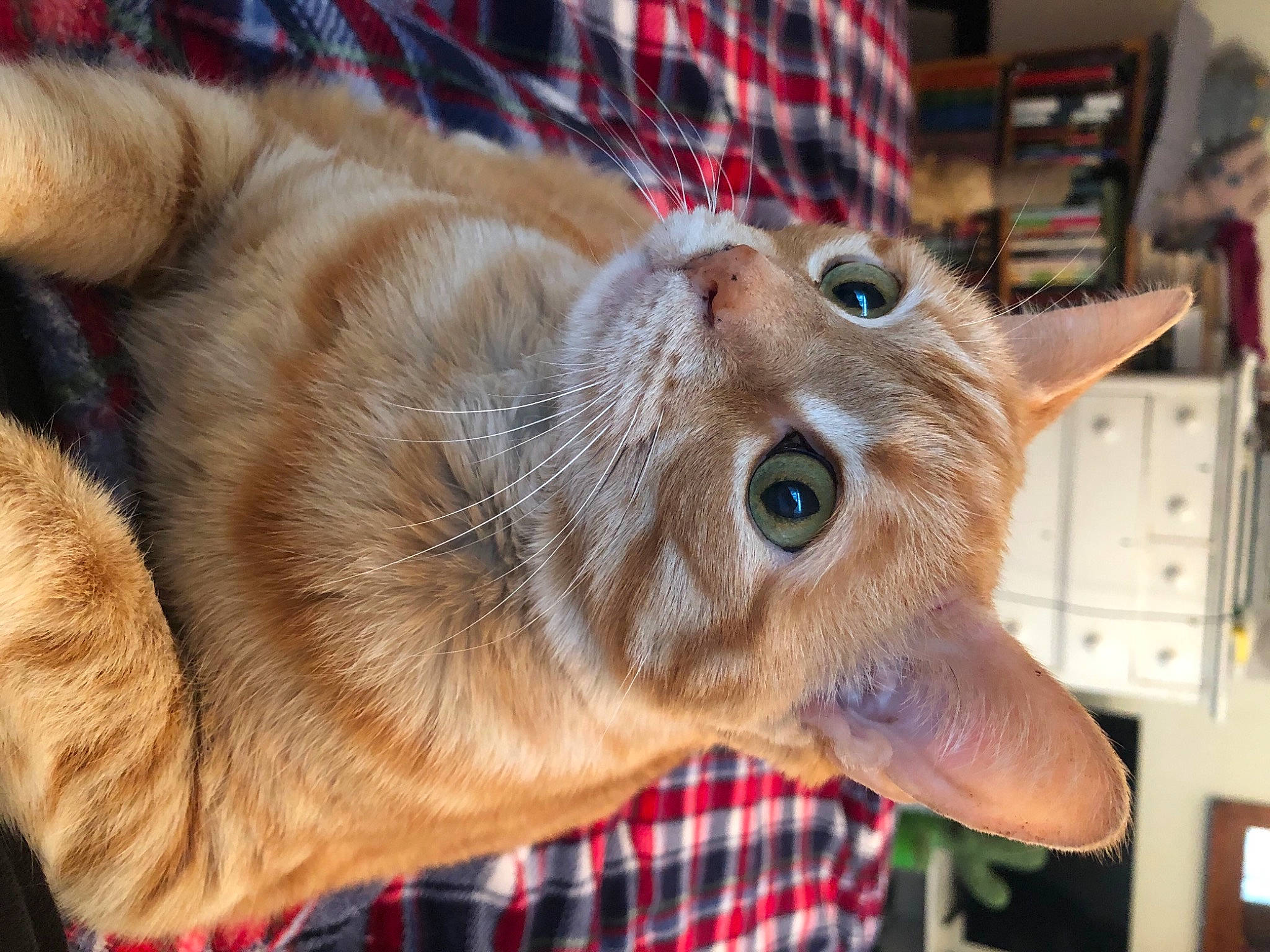 Lily joined the competition — help win amazing prizes! carnivore, cat, claw, domestic_short_haired_cat, ear, fawn, felidae, fur, pattern, paw, plaid, shelf, small_to_medium_sized_cats, snout, tartan, whiskers, wrinkle