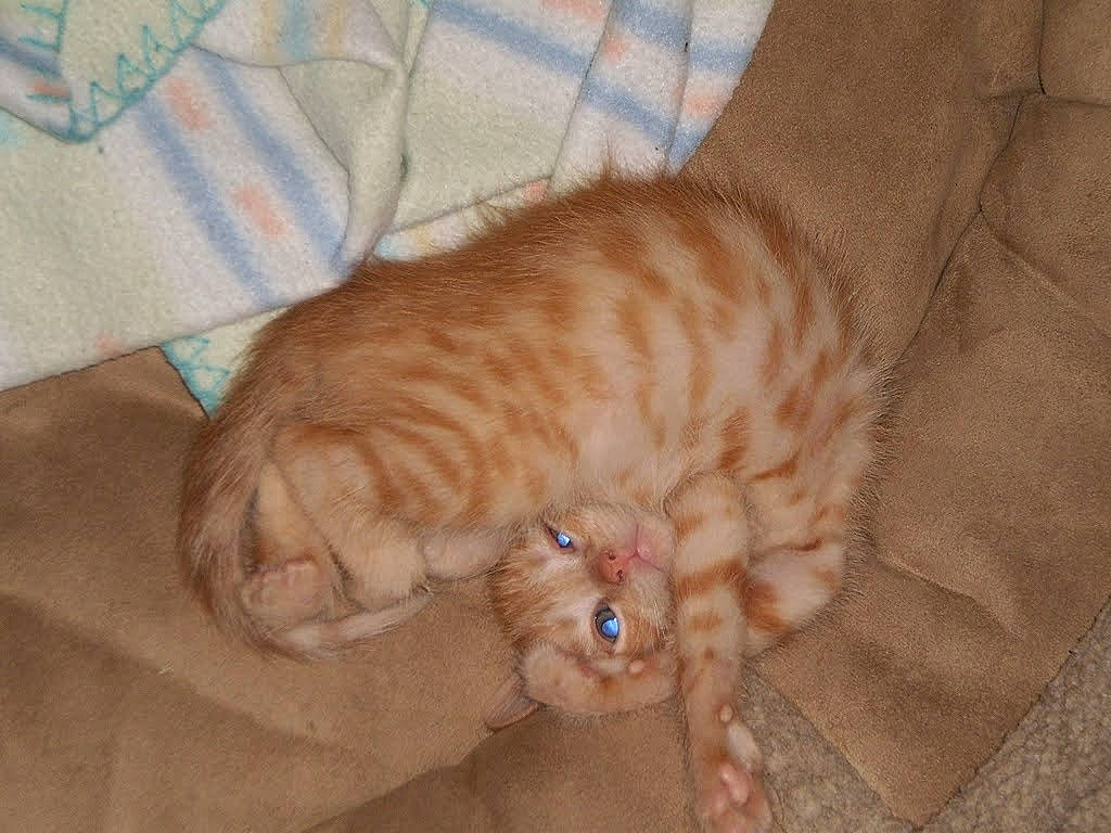 Lily is registered to the contest to win money with this photo: carnivore, cat, cat_bed, cat_supply, claw, comfort, domestic_short_haired_cat, fawn, felidae, foot, fur, nap, paw, small_to_medium_sized_cats, snout, tail, terrestrial_animal, whiskers, wood, wool