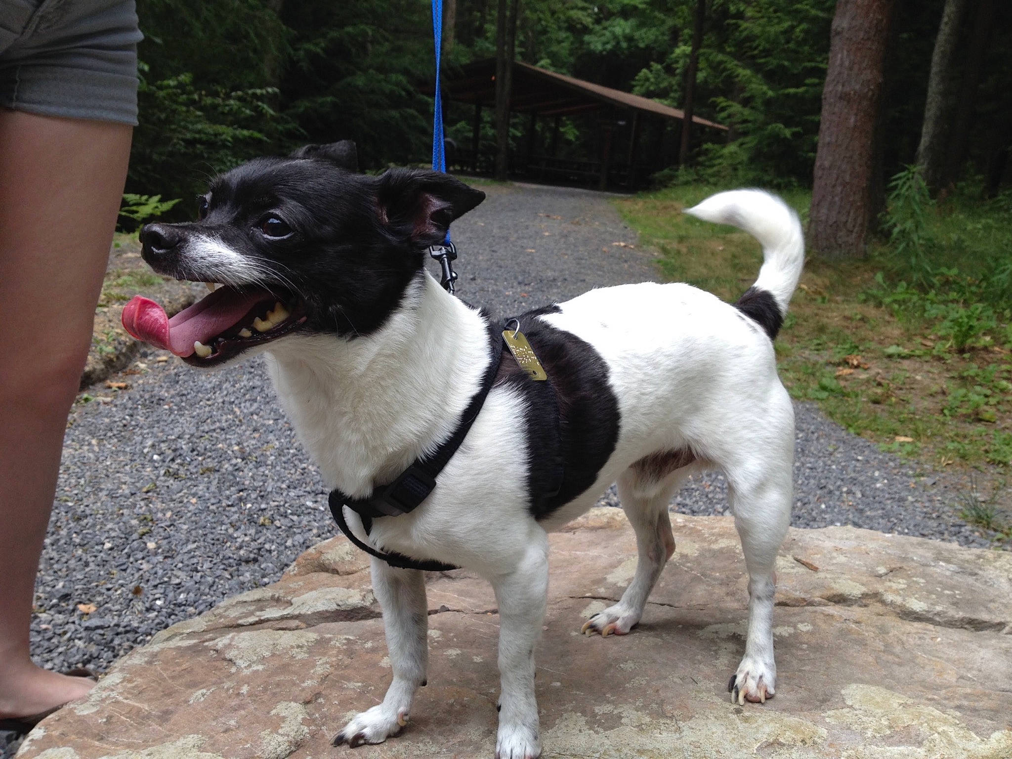 Spencer joined the competition — help win amazing prizes! adventure, canidae, carnivore, collar, companion_dog, dog, dog_breed, dog_collar, dog_supply, dog_walking, fashion_accessory, leash, pet_supply, plant, snout, sporting_group, tail, terrier, tree, working_animal