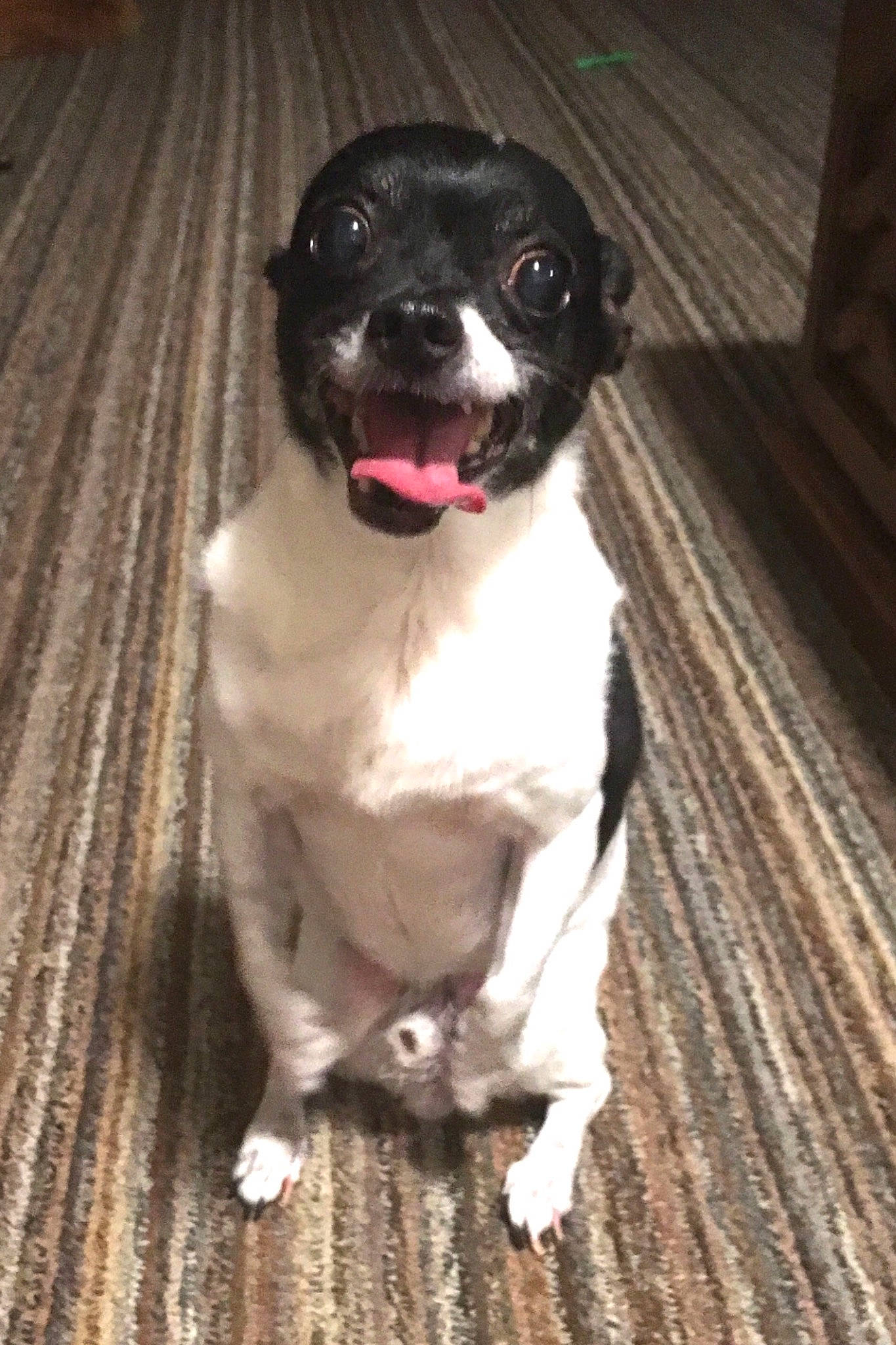 Spencer joined the competition — help win amazing prizes! borador, canidae, carnivore, companion_dog, dog, dog_breed, fawn, flooring, fur, gun_dog, hardwood, liver, non_sporting_group, paw, tail, toy_dog, whiskers, wood, wood_flooring, working_animal