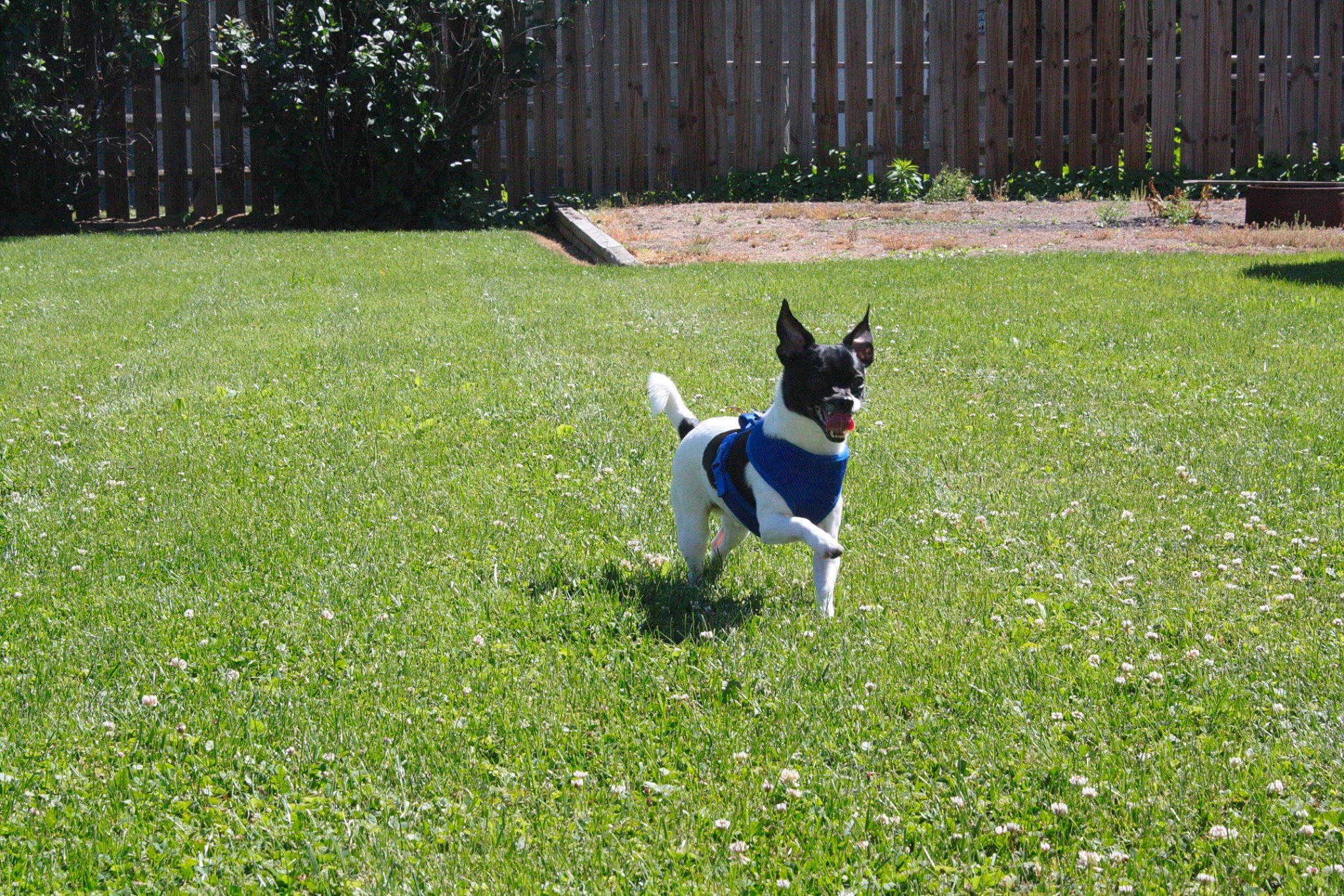 Spencer is registered to the contest to win money with this photo: carnivore, companion_dog, dog, dog_breed, dog_supply, electric_blue, fawn, fence, flower, garden, grass, grassland, groundcover, lawn, meadow, plant, shrub, tail, terrier, toy_dog