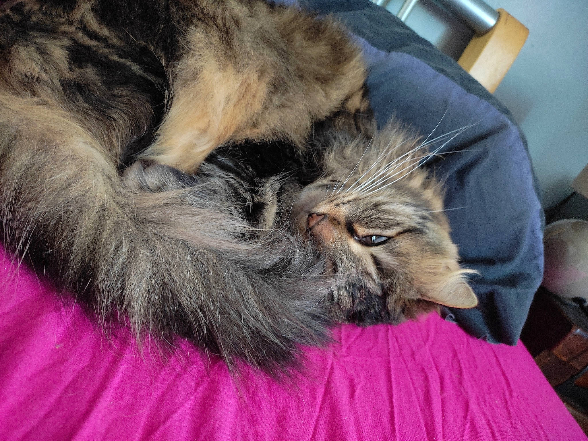 Luna a rejoint le concours — aidez-le/la à gagner de superbes lots ! bed, canidae, carnivore, cat, claw, comfort, companion_dog, dog, dog_breed, ear, eye, fawn, felidae, liver, paw, small_to_medium_sized_cats, snout, sporting_group, tail, whiskers