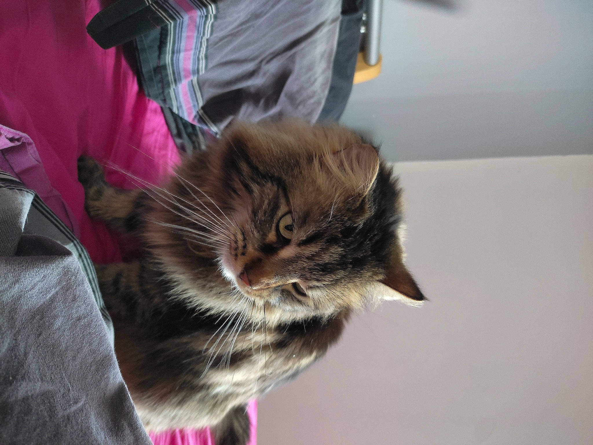 Luna a rejoint le concours — aidez-le/la à gagner de superbes lots ! bag, carnivore, cat, claw, domestic_short_haired_cat, felidae, fur, sleeve, small_to_medium_sized_cats, tail, terrestrial_animal, whiskers, window