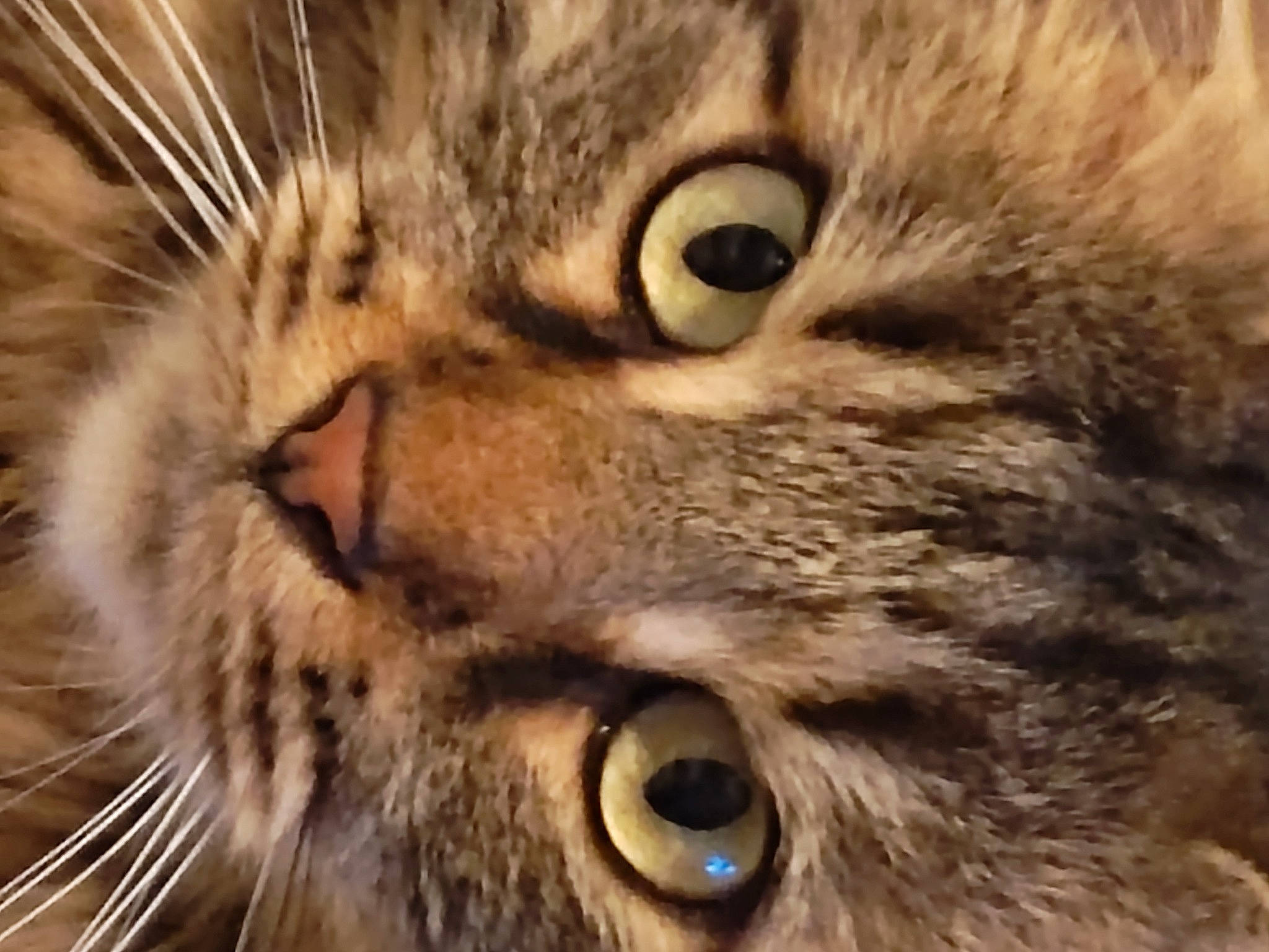 Luna participe au concours pour gagner de l'argent avec cette photo : bobcat, carnivore, cat, close_up, domestic_short_haired_cat, eye, fang, felidae, fur, iris, lynx, paw, photograph, siberian, small_to_medium_sized_cats, snapshot, snout, terrestrial_animal, whiskers, wildlife